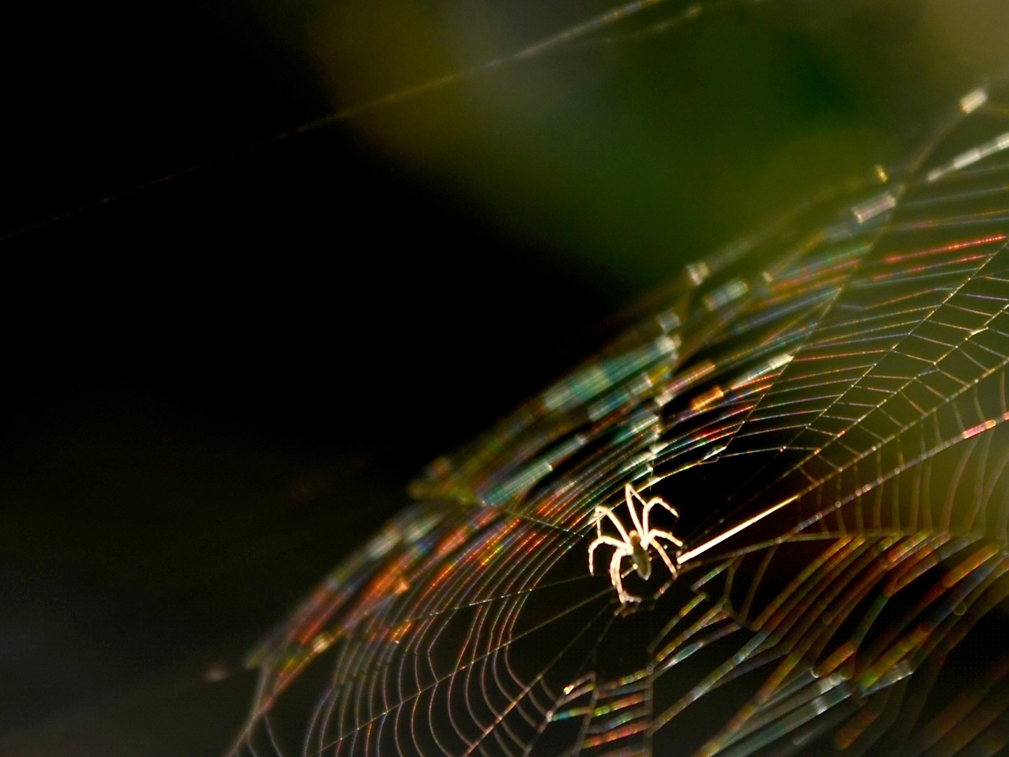image of spider